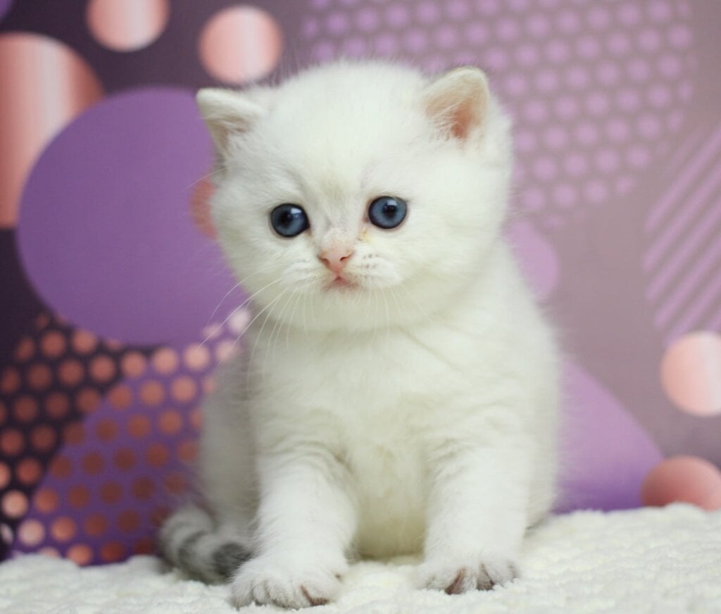 Zoe British Shorthair Female (Available) $2650