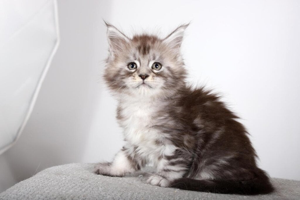 Luna Maine Coon Female (Available) $2750