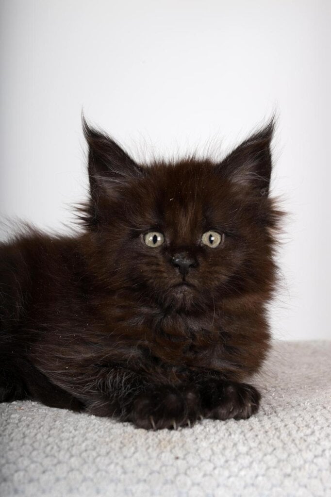 Boomer Maine Coon Male (Available) $2850