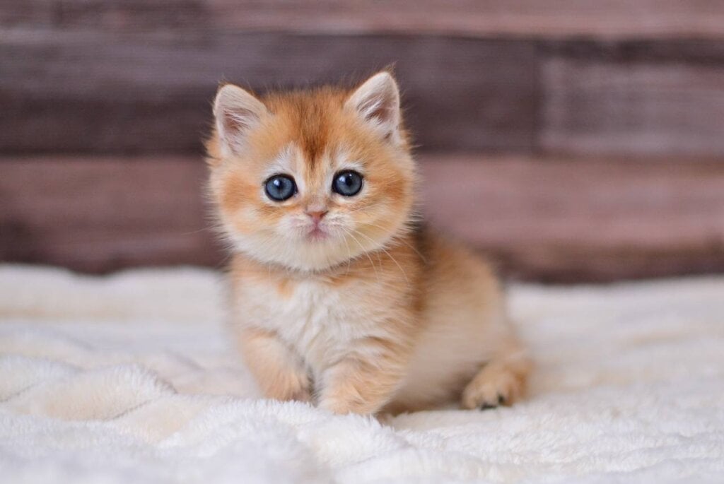 Trisha British Shorthair Female (Available) $2650