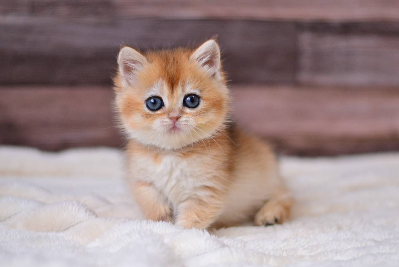 Trisha British Shorthair Female (Available) $2650