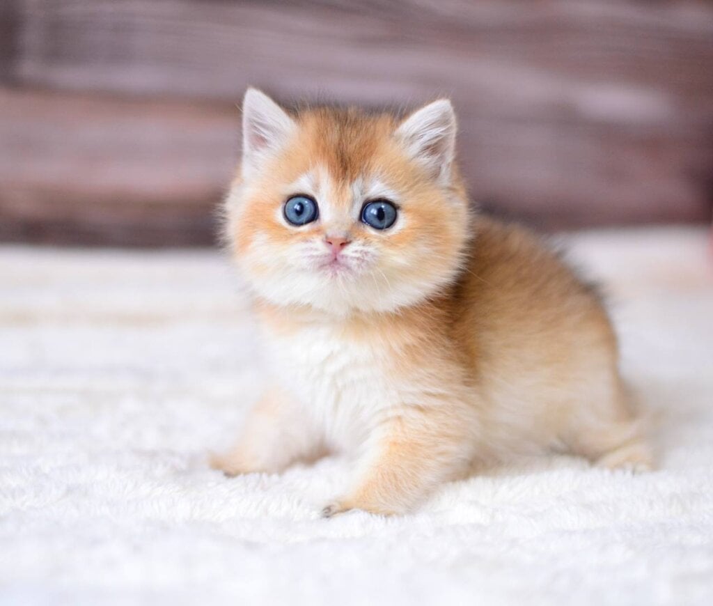 Tina British Shorthair Female (Available) $2650