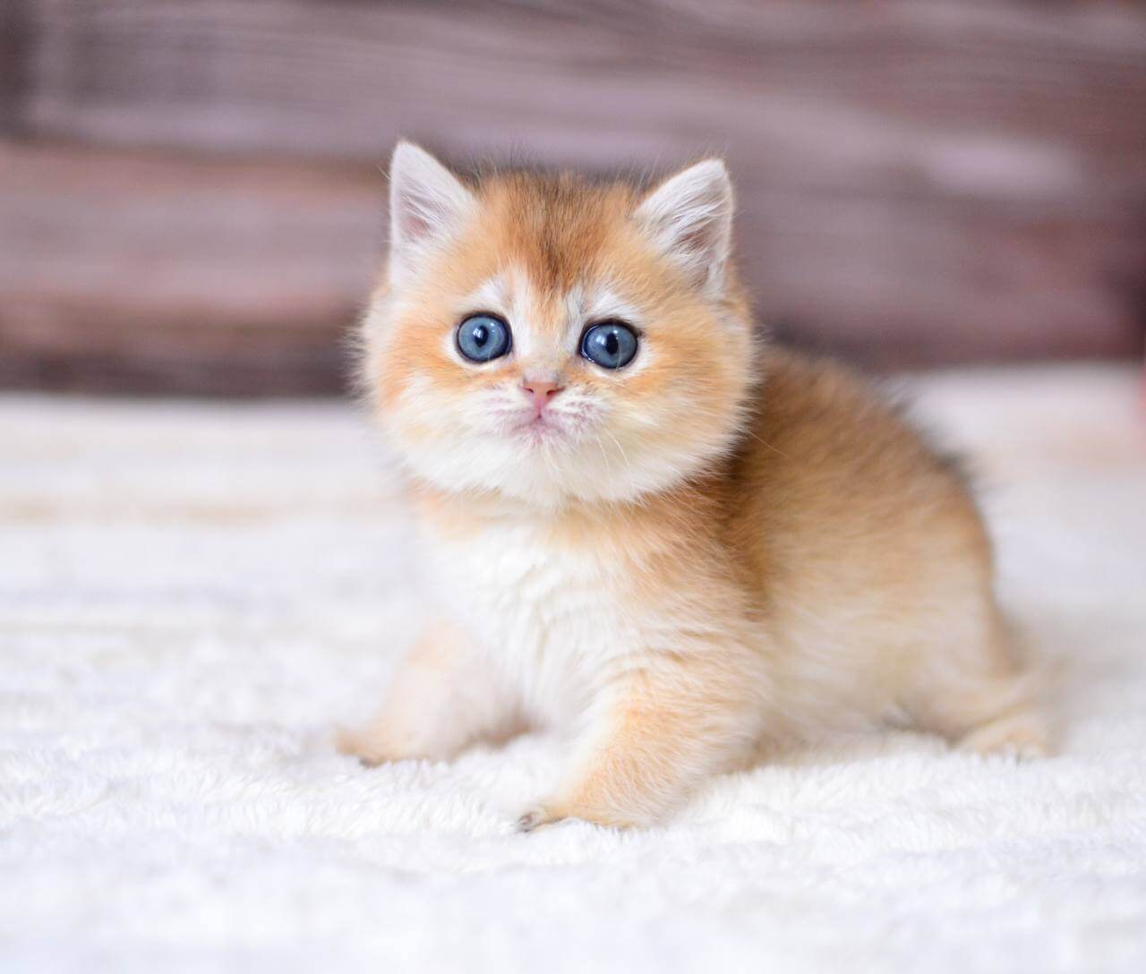 Tina British Shorthair Female (Available) $2650