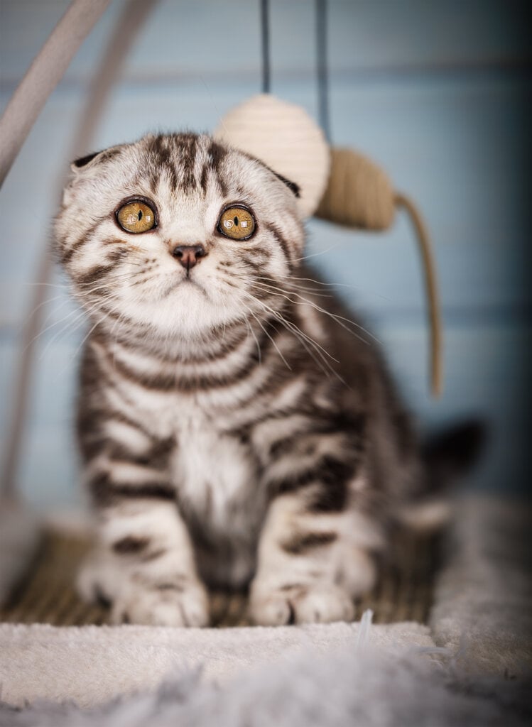 Eddy Scottish Fold Male (Available) $2800