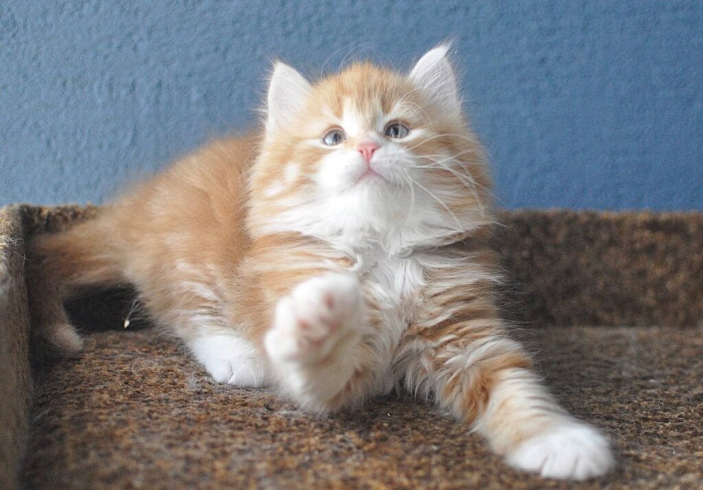 Zoran Siberian Male (Available) $3200