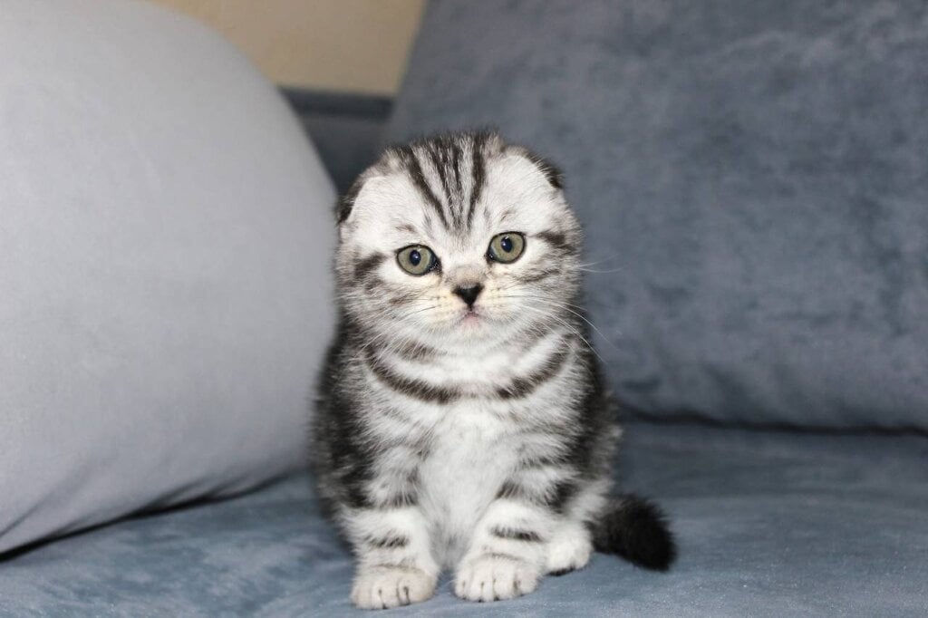 Xaiden Scottish Fold Male (Available) $2750