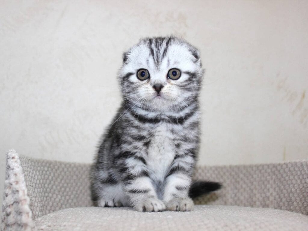 Xani Scottish Fold Female (Available) $2750