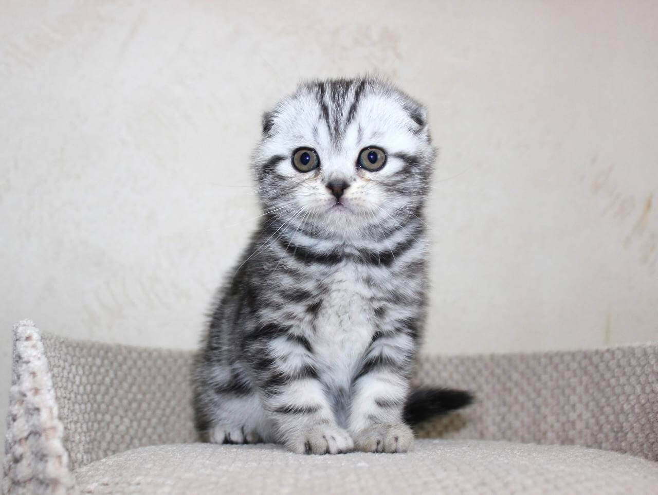 Xani Scottish Fold Female (Available) $2750