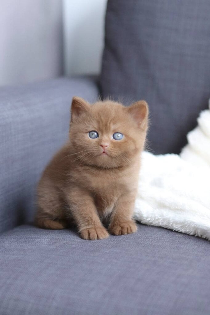 Paul British Shorthair Male (Available) $3200