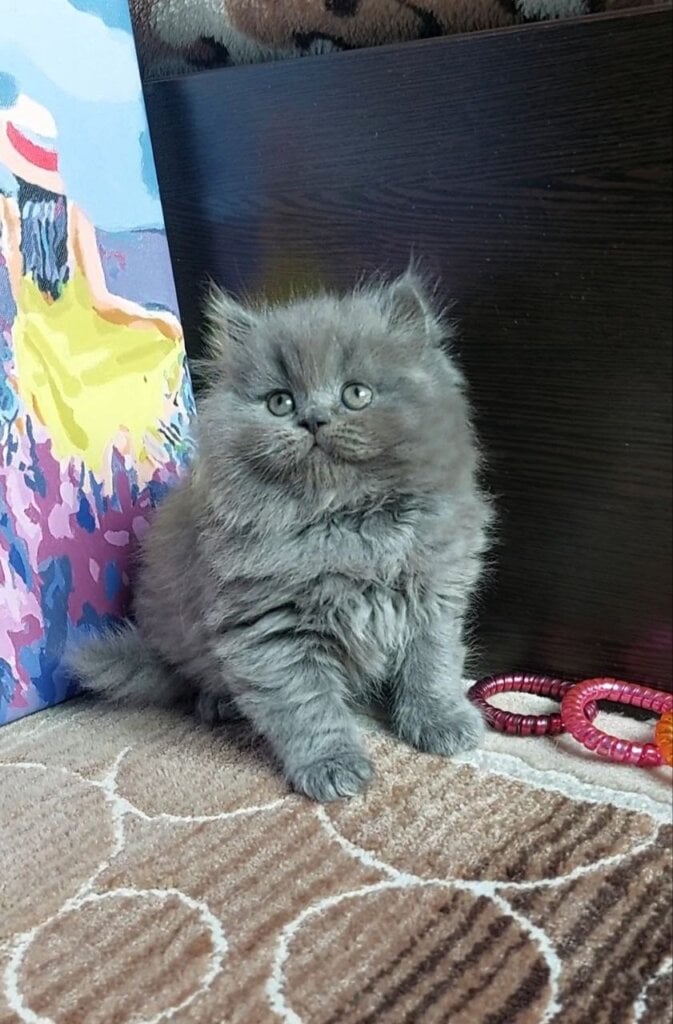 Dana Scottish Straight Female (Available) $2700