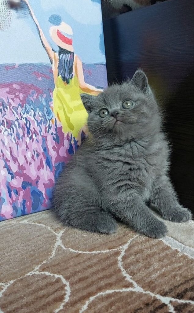 Daniel Scottish Straight Male (Available) $2600