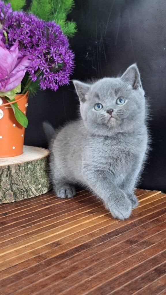 Oro British Shorthair Male (Available) $2800