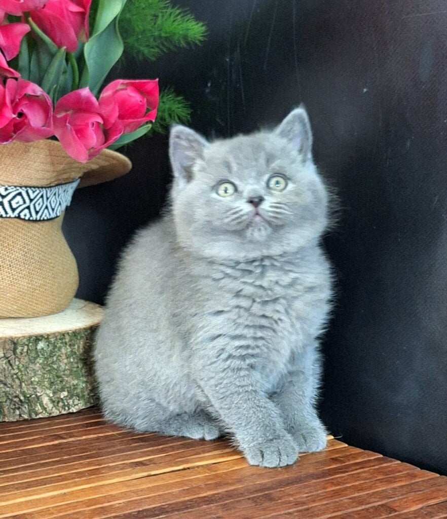 Olympia British Shorthair Female (Available) $2800