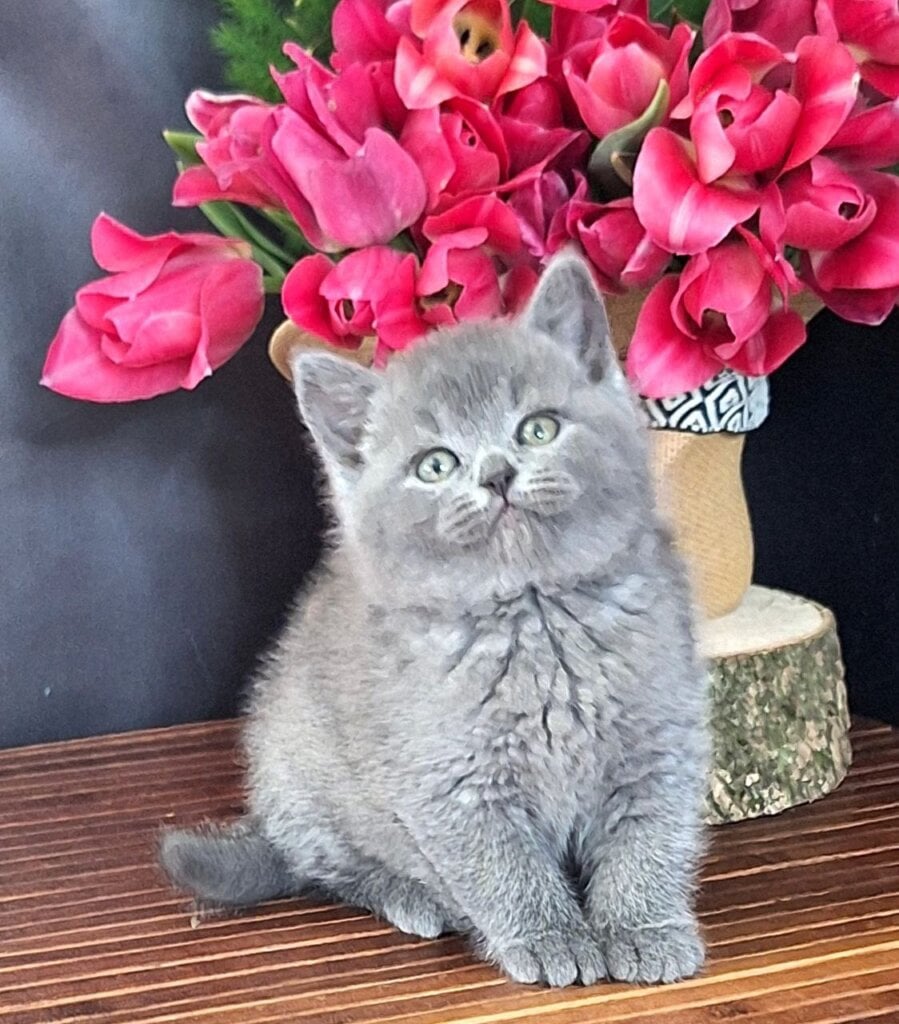 Olivia British Shorthair Female (Available) $2800