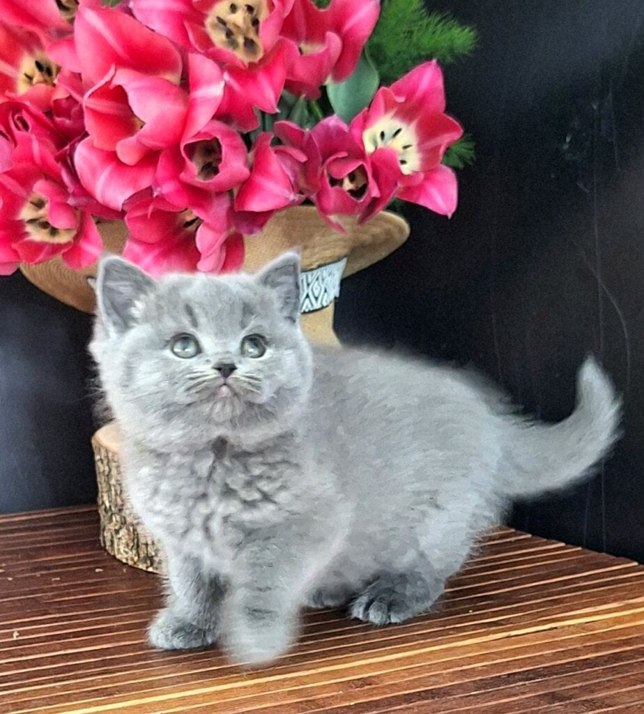Olariya British Shorthair Female (Available) $2800