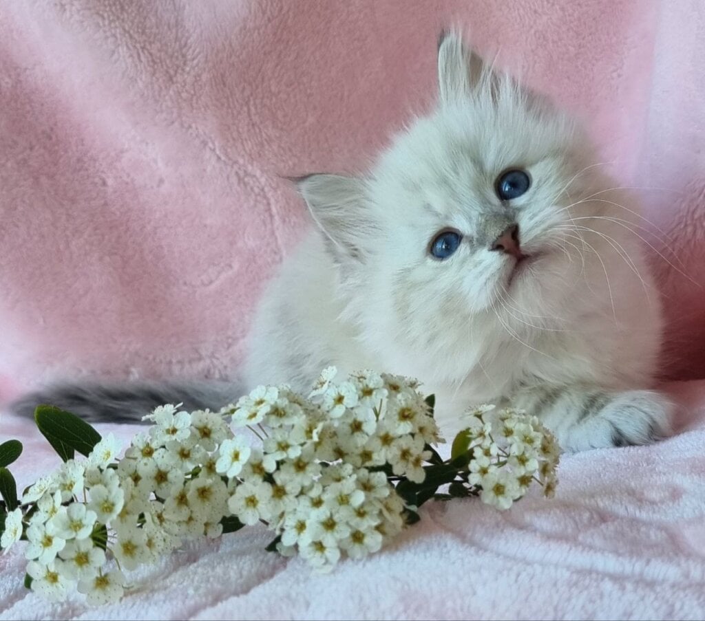 Natan Siberian Male (Available) $2950