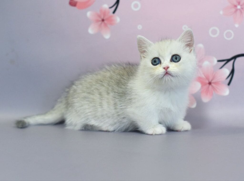 Malwa Munchkin  Female (Available) $4200