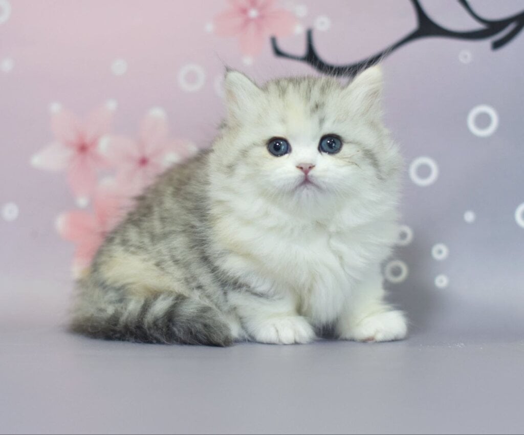 Margo Munchkin  Female (Available) $4000