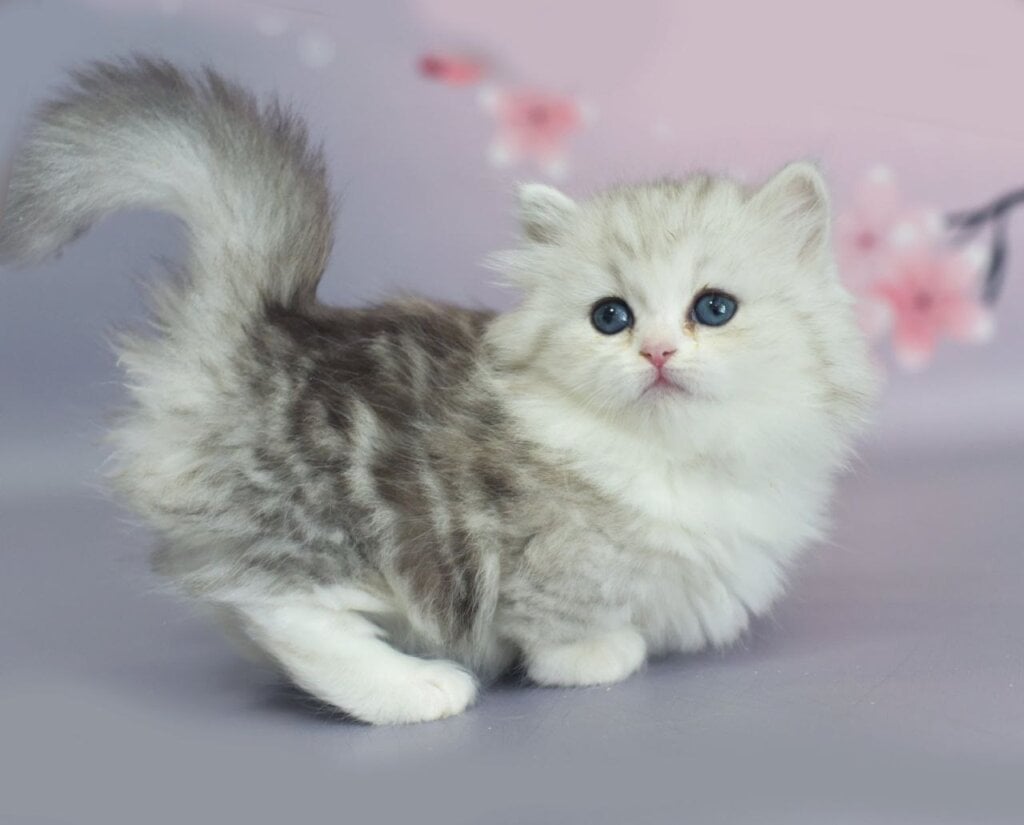 Monica Munchkin  Female (Available) $4200