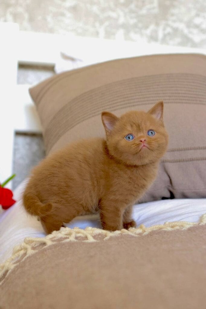 Pako British Shorthair Male (Available) $3400