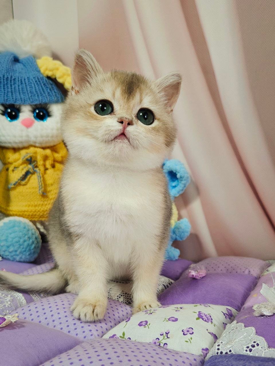 Halif British Shorthair Male (Available) $2850
