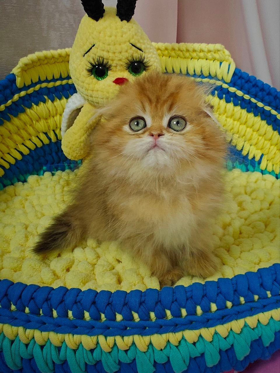 Indiana Scottish Fold Female (Available) $3000