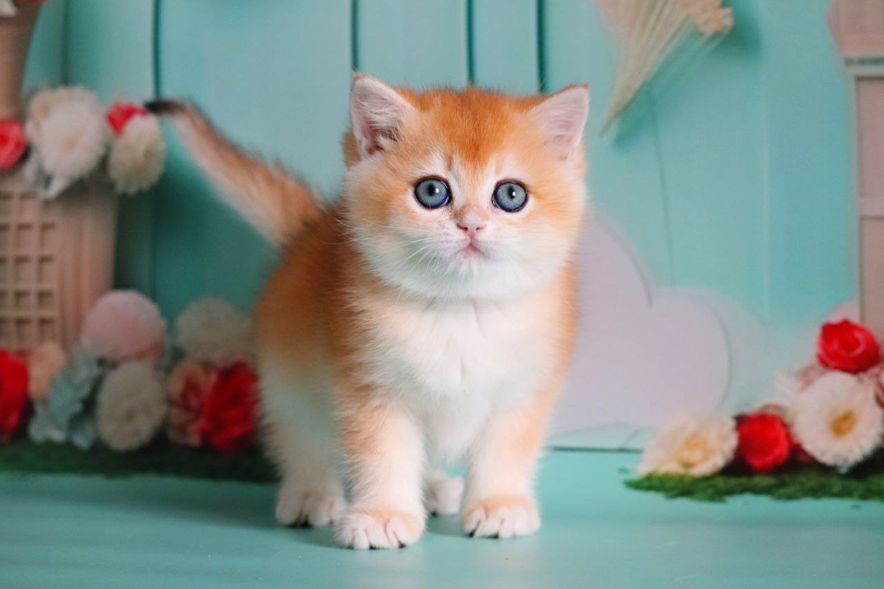 Merinda British Shorthair Female (Available) $3000