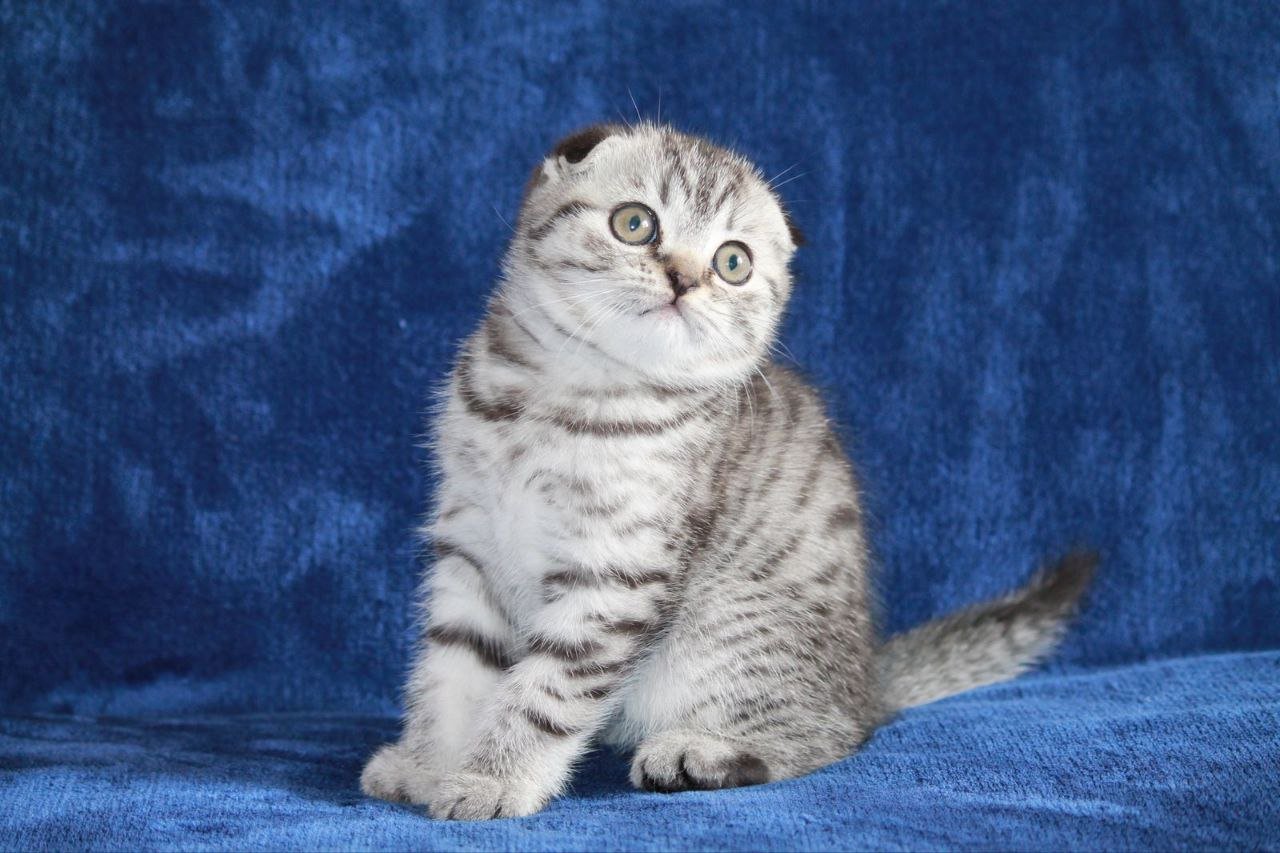 Alisa Scottish Fold  Female (Available) $2600