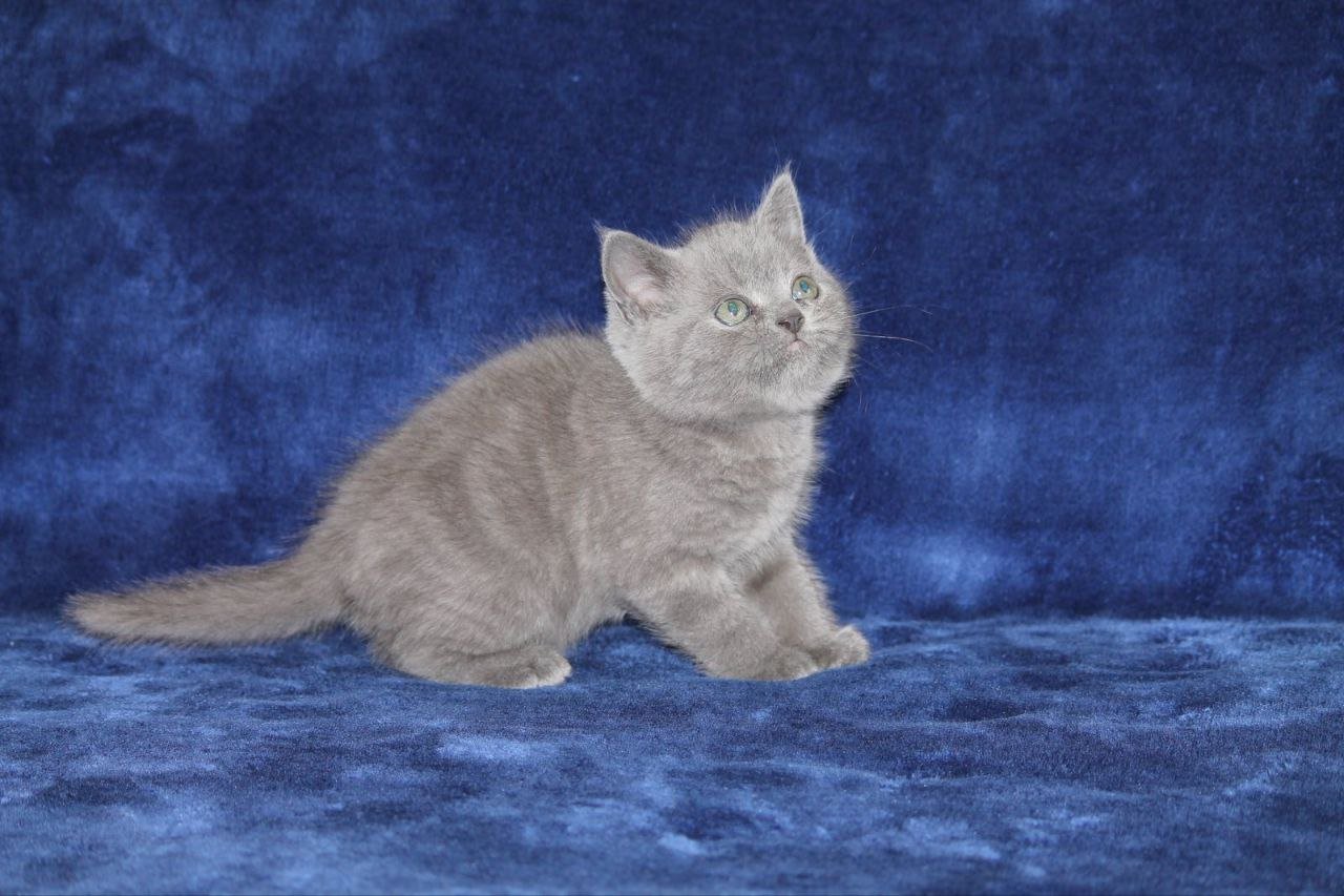 Alex Scottish Straight Male (Available) $2450