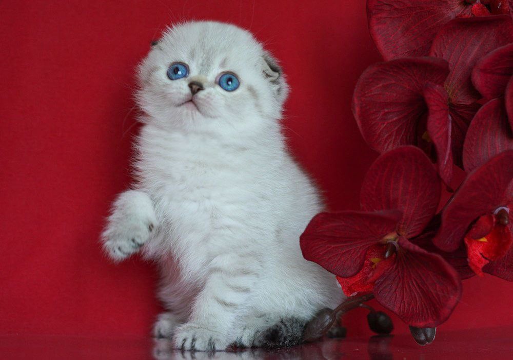 Smiley Scottish Fold Male (Available) $2700
