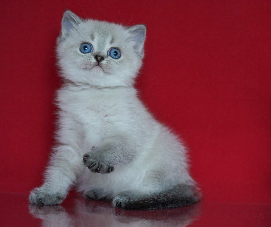 Simba Scottish Straight Male (Available) $2600