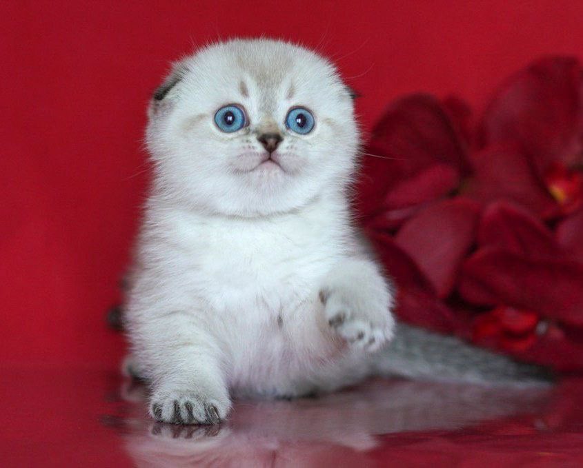 Sim Sim Scottish Fold  Male (Reserved) $3000