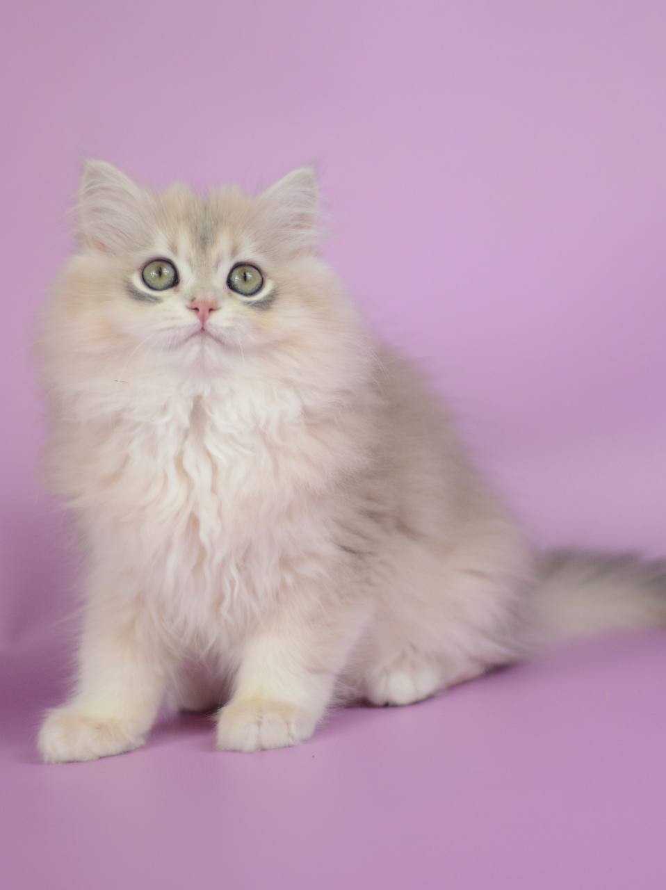 Ollie British Longhair Female (Available) $3050