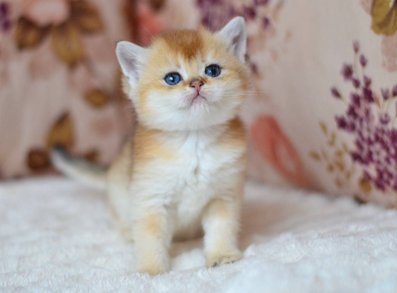 Felix British Shorthair Male (Available) $2700