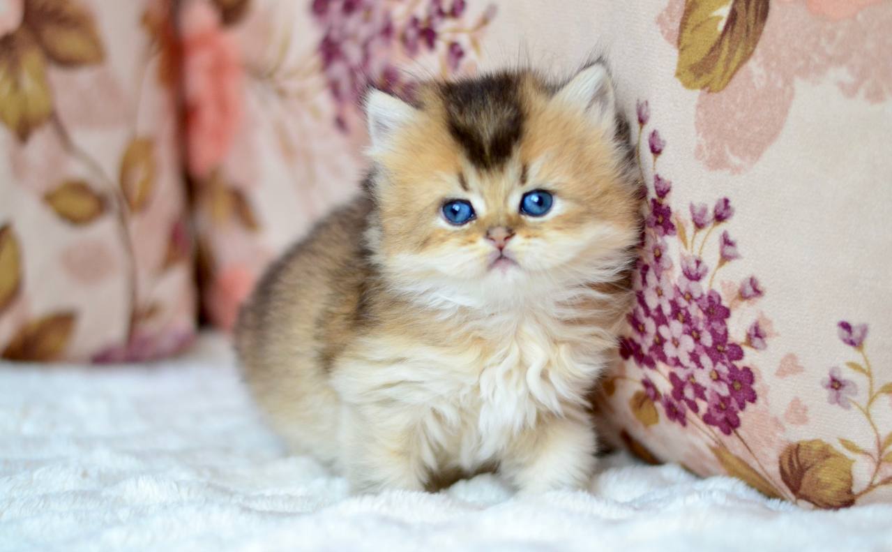 Fluffy British Longhair Male (Available) $2800