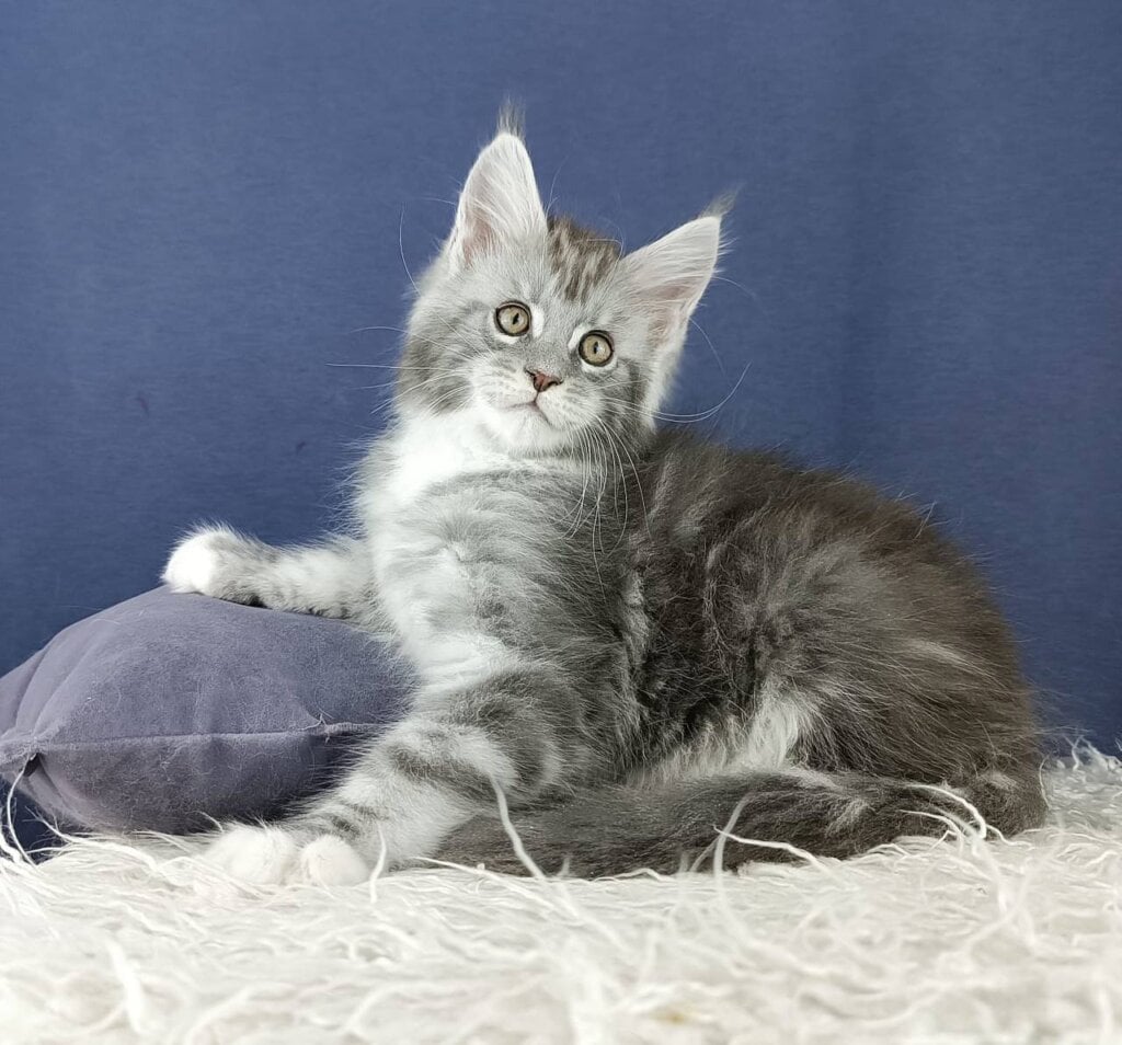 How to Calculate Maine Coon Color