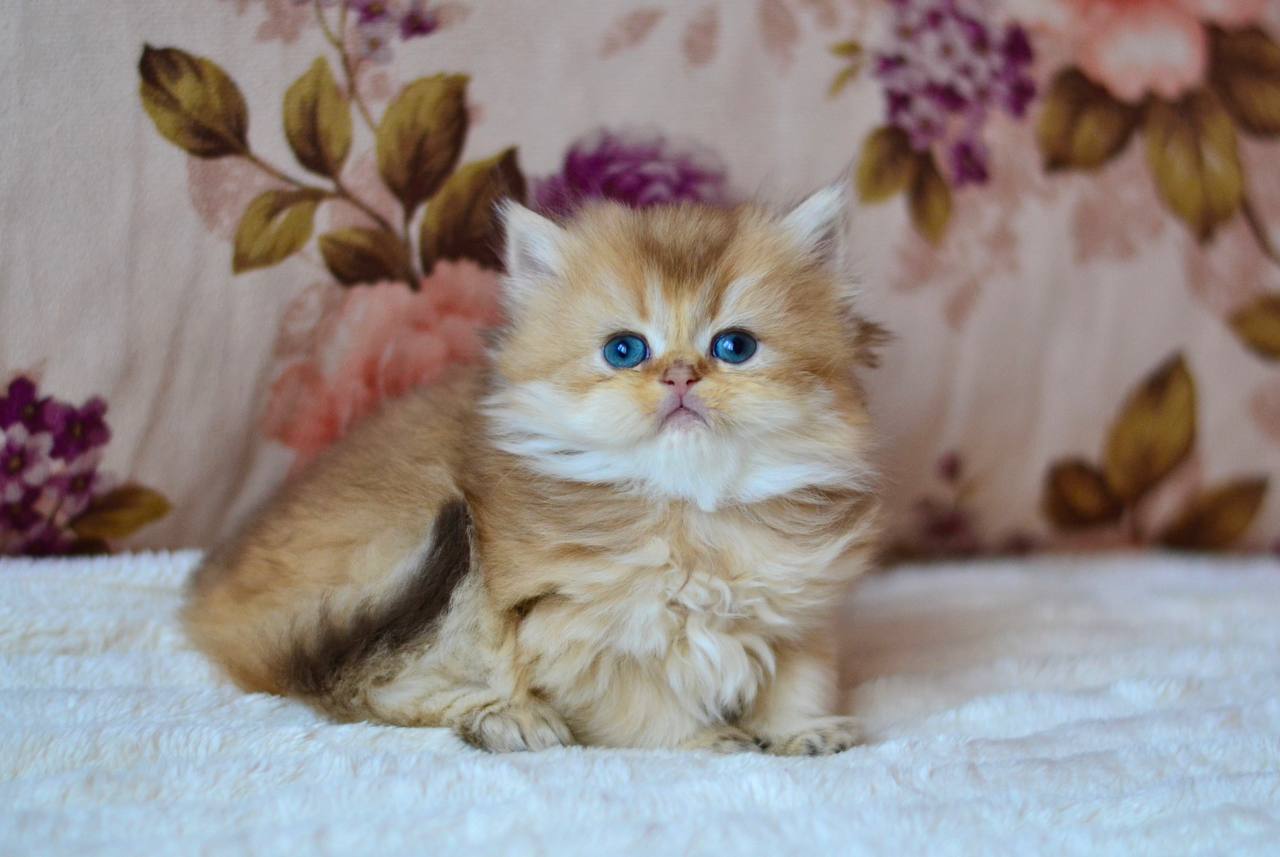 Fifa British Longhair Female (Available) $2900
