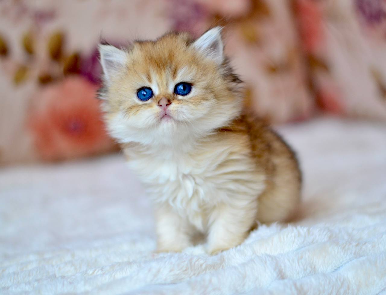 Fortuna  British Longhair Female (Available) $2800