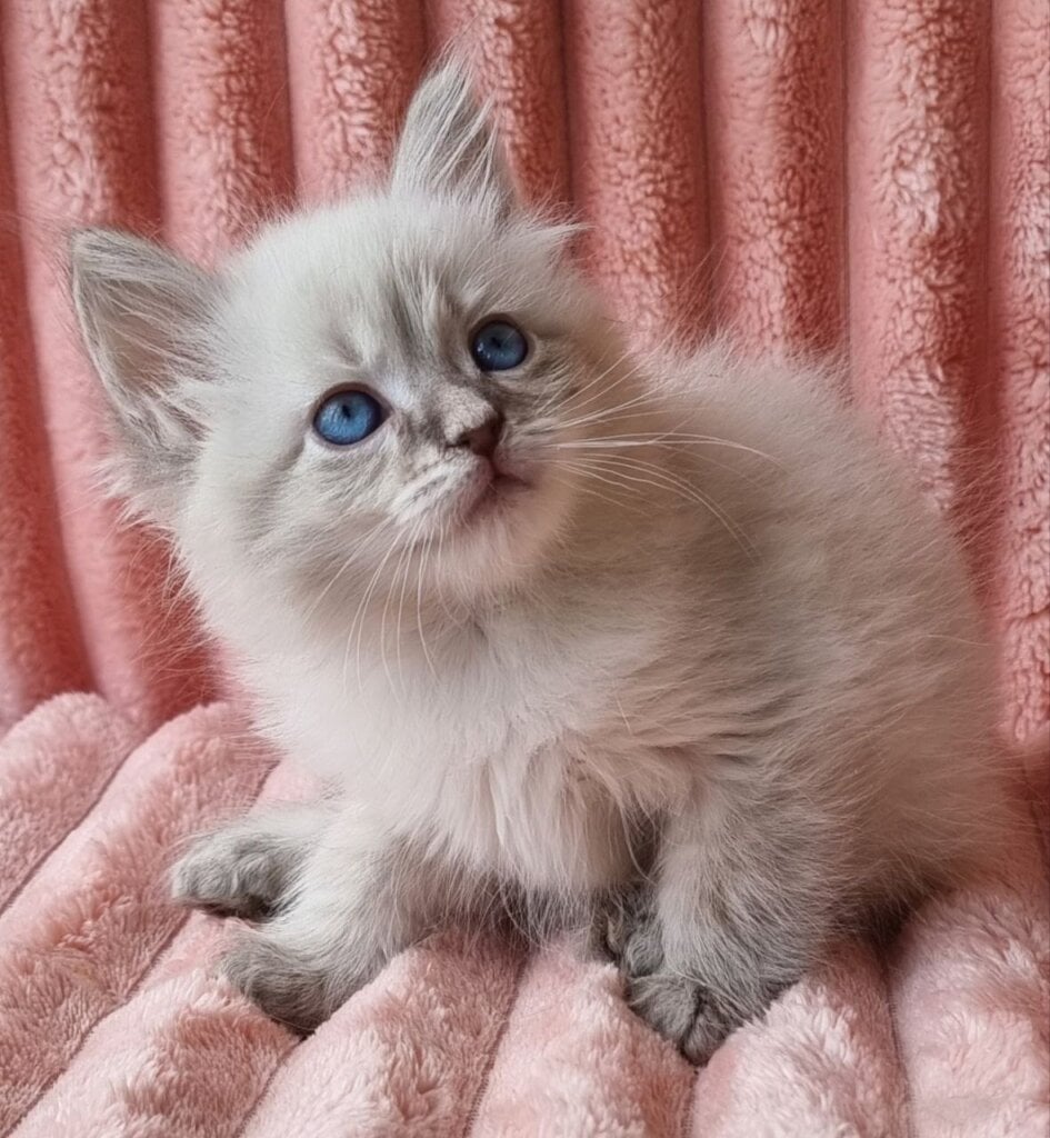 Nestor Siberian Male (Available) $2950