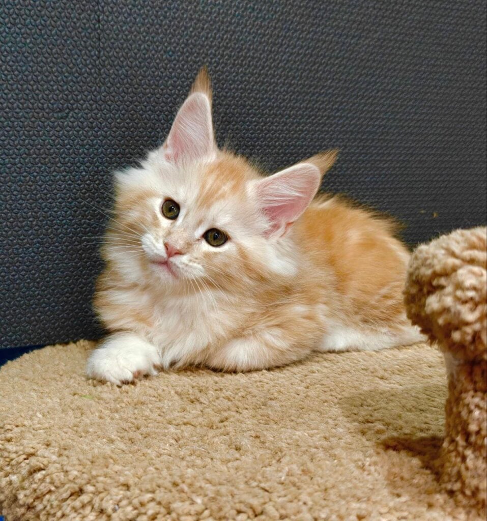 Truffle Maine Coon Male (Available) $3000