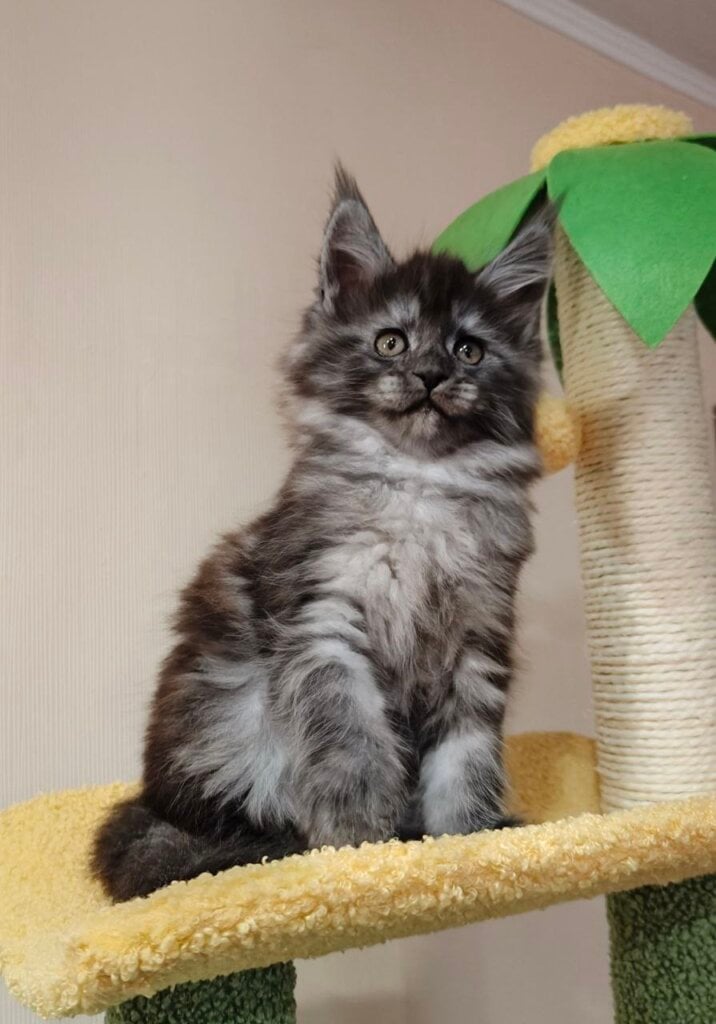 Tiffany Maine Coon Female (Available) $3100
