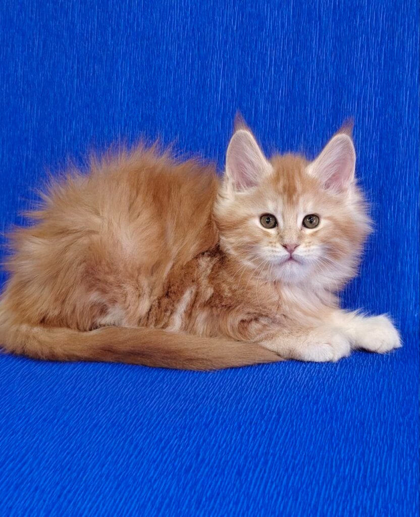 Teddy Maine Coon Male (Available) $3000