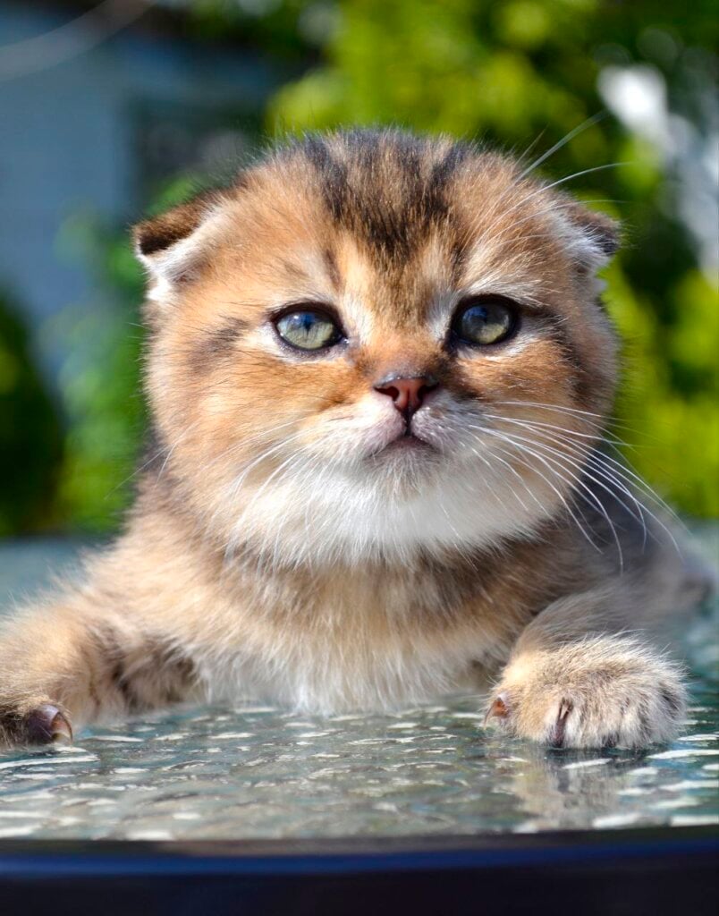 Sergio Scottish Fold Male (Available) $2850