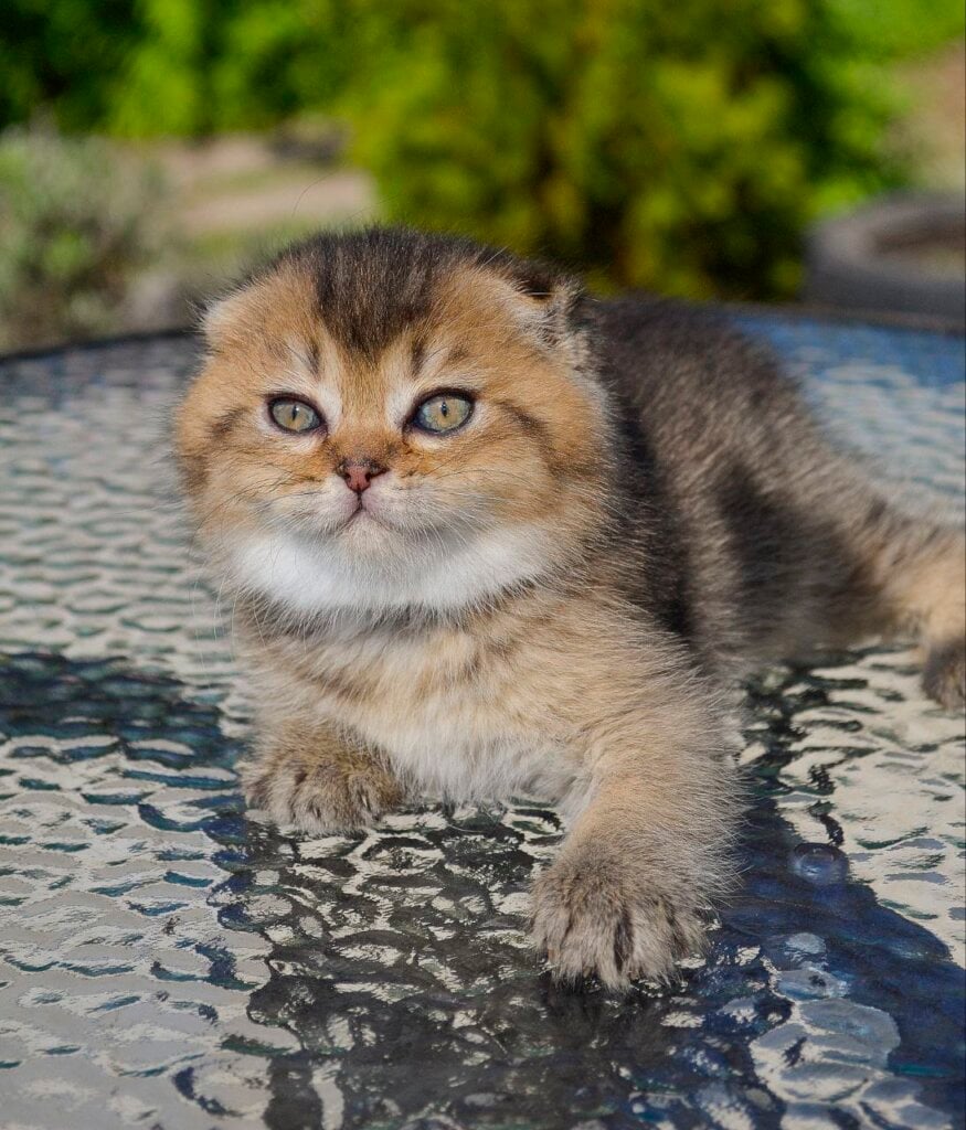 Sofi Scottish Fold Female (Available) $2850
