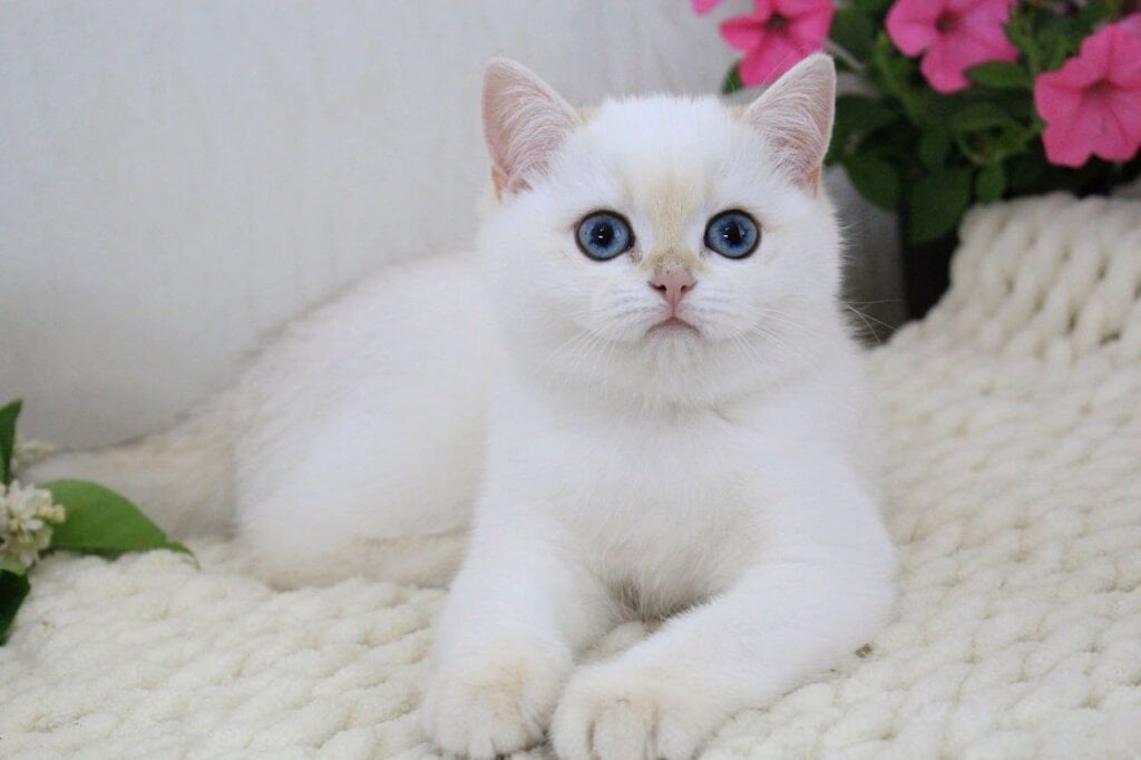 Xanita British Shorthair Female (Available) $3400