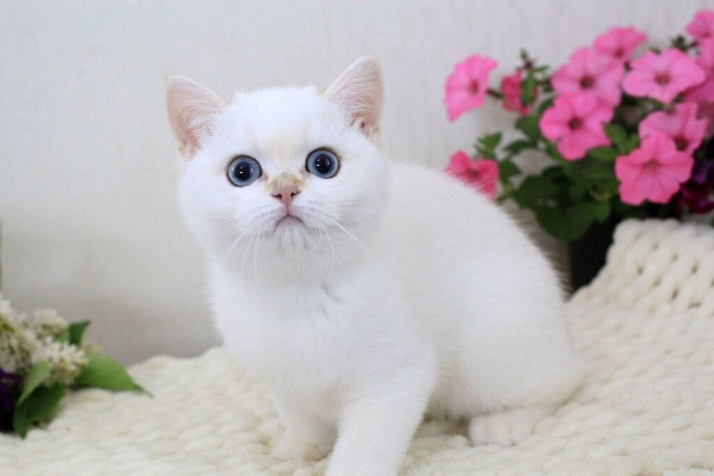 Xiola British Shorthair Female (Available) $3400