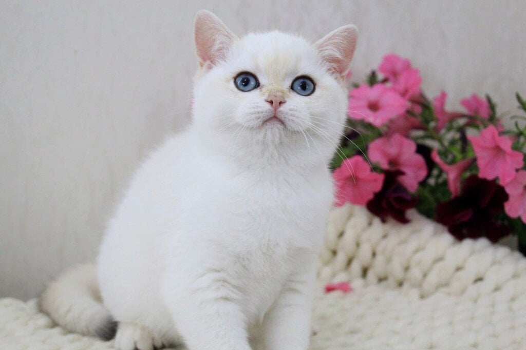 Xavier British Shorthair Male (Available) $3200
