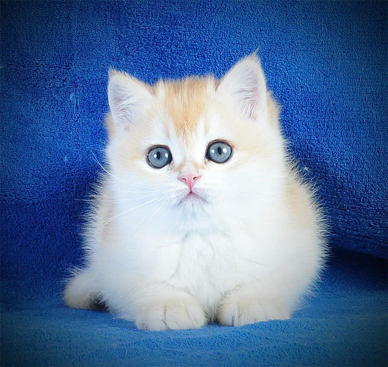 Danya British Shorthair Male (Available) $2800