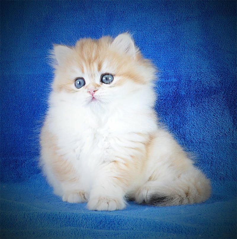 Duchess British Longhair Male (Available) $2900