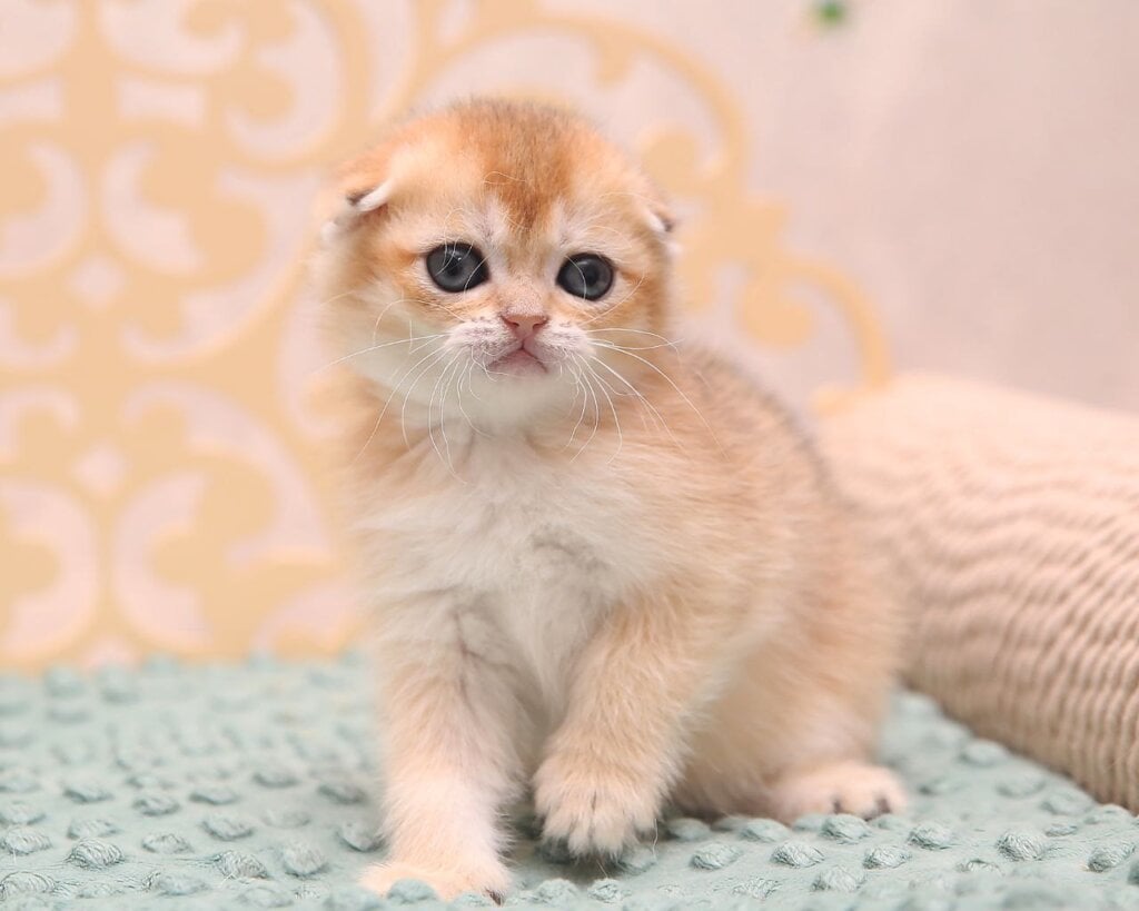 Clarence Scottish Fold Female (Available) $3100